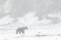 Grizzly bear in falling snow | Yellowstone National Park