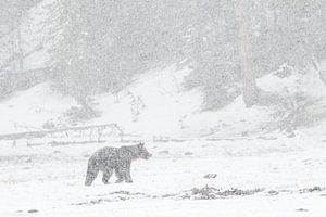 Grizzly bear in falling snow | Yellowstone National Park