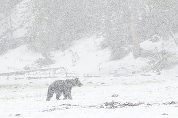 Grizzly beer in vallende sneeuw | Yellowstone National Park van Dennis en Mariska