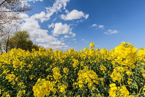Koolzaadveld bij Glutzow, Poseritz