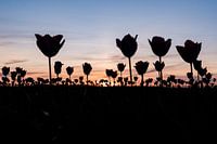 Forêt de tulipes