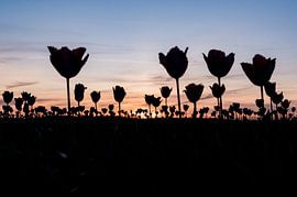 Tulpenwald von Carina || PhotographyLikeC