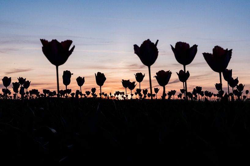Forêt de tulipes par Carina || PhotographyLikeC
