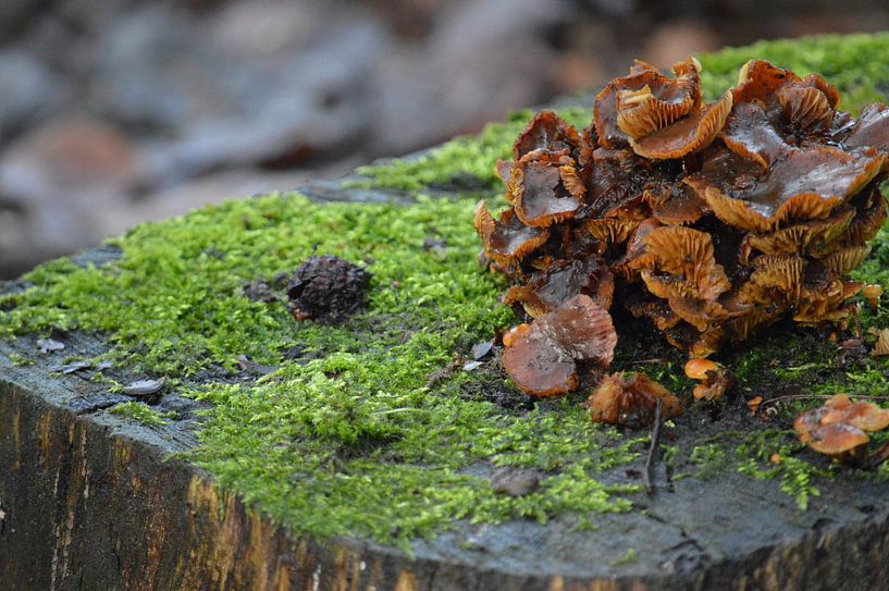 Mos in de koude natuur van Dennis Mullenders