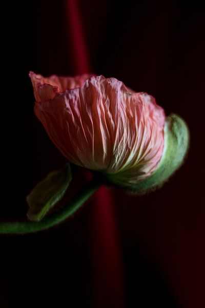 Rode papaver bloem van Clazien Boot