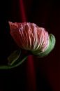 Rode papaver bloem van Clazien Boot thumbnail