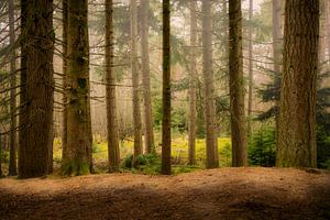 Die Wälder von Drenthe im Dwingelderveld von P Kuipers