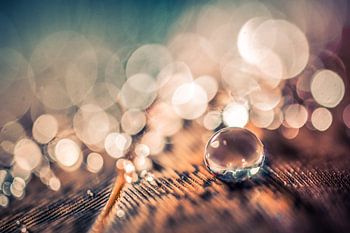 Water drop on a feather