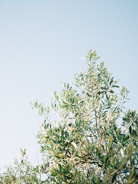 Olive tree van Raisa Zwart