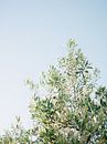 Olivenbaum von Raisa Zwart Miniaturansicht