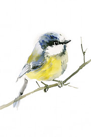 Aquarell Blaumeise von Christian Müringer