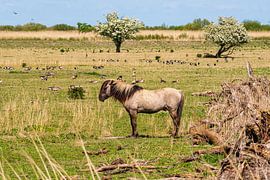 Konik horse Oostvaardersplassen by Merijn Loch