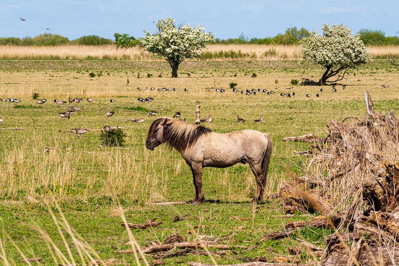 Konik-Pferd Oostvaardersplassen von Merijn Loch