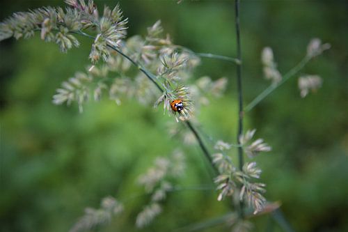 Lieveheersbeestje met waterdruppel
