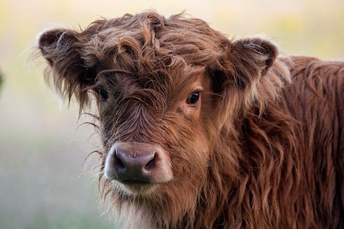 Scottish Highlander calf on Veluwezoom
