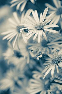 Blumen Teil 483