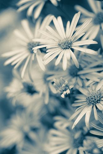 Bloemen part 483