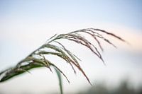 Riet in avondlicht