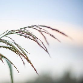 Riet in avondlicht van Dominique van Ojik