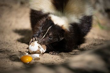 Ontbijt van Tierfotografie.Harz