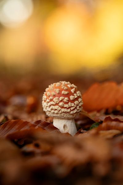 Agaric moucheron à la lumière du soleil dans une forêt d'automne par KB Design & Photography (Karen Brouwer)