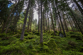 Rotsen en bomen in het bos bij Enzklösterle – Zwarte Woud van Werner Dieterich