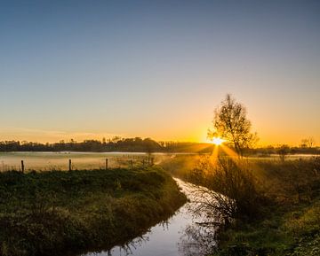 early morning in the meadow