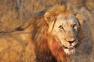 Lion in the warm light of the day, South Africa van W. Woyke thumbnail