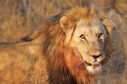 Lion in the warm light of the day, South Africa by WiWo