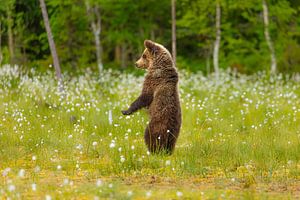 Neugieriger junger Braunbär