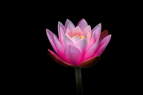 Helder Roze Waterlelie Bloesem