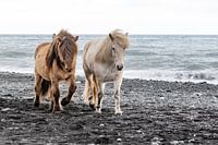 Isländische Ponys's