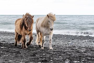 IJslandse pony's van Van Karin Fotografie