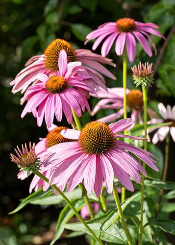 Echinacea purpurea, coneflower