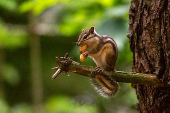 Sibirisches Eichhörnchen mit einer großen Erdnuss