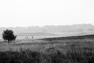 Peace and Serenity sur Linda Hutten