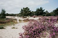 Heide