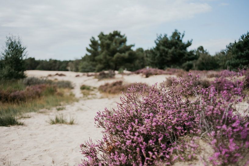 Heide par Marianne Bal