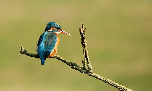 Kingfisher