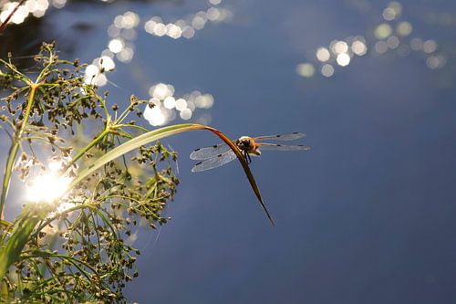 Magnificent dragonfly