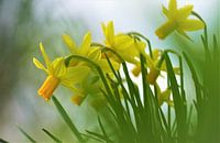 Narcissus