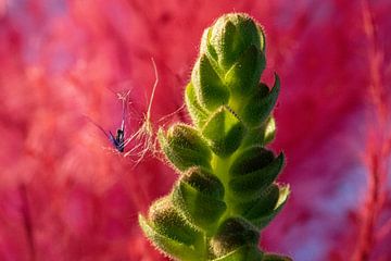 Muflier à fleurs sur Claudia van Kuijk