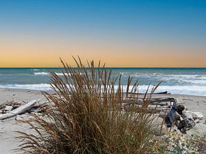 Dünengras am Naturstrand an der Adria in Italien