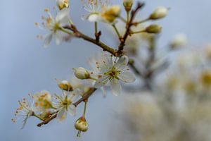 Branche fleurie sur Diane van Veen