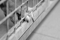 Let me out