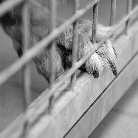 Let me out by Annick Cornu