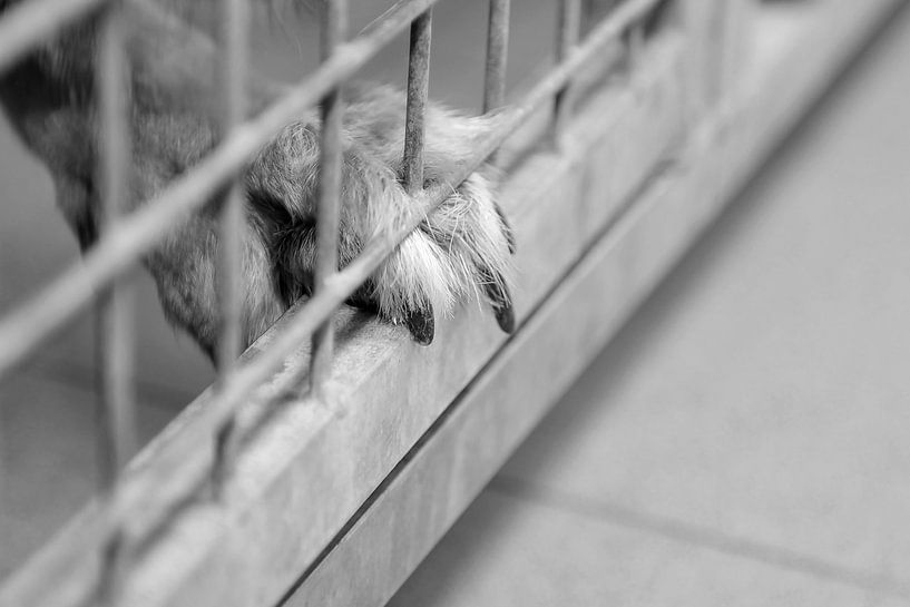 Let me out van Annick Cornu