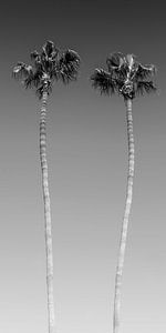 Palms in Monochrome