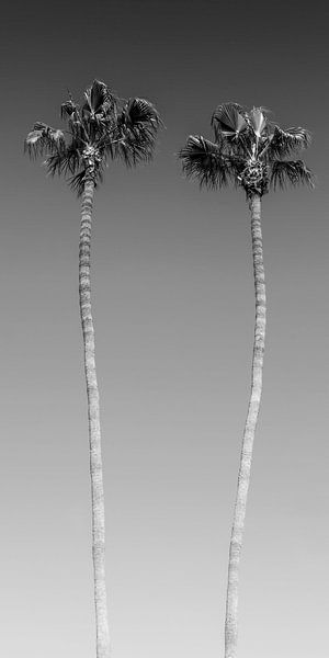 Palmiers en Monochrome par Melanie Viola