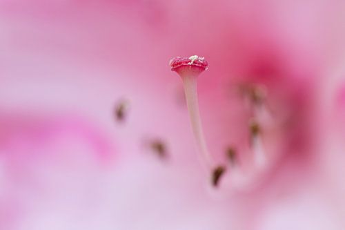 Helmknoppen, helmdraden en meeldraden van bloemen